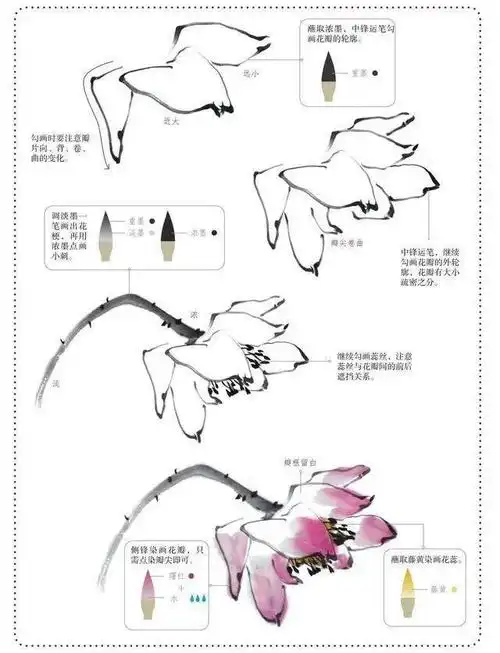 【国画教程】零基础,分步骤讲解荷花的画法