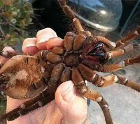 世界上最大的蜘蛛巨型狼蛛体型和人脸一样大以老鼠为食