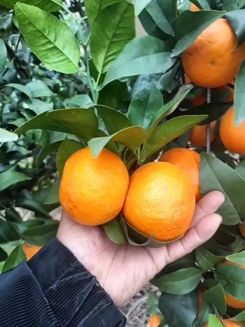 四川沃柑大量上市