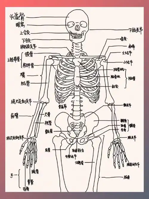 人体结构示意图