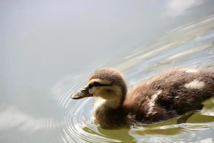 一只雏鸭的江湖