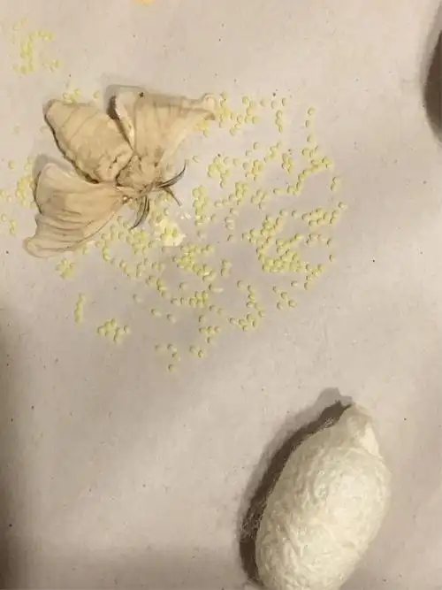 蚕蛾以头为中心产卵的精妙瞬间