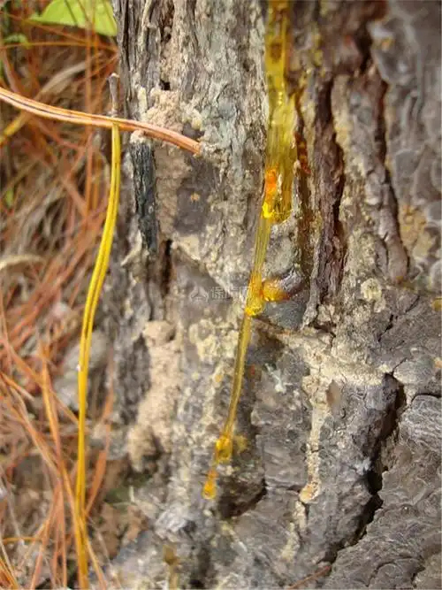 松脂的功效与作用_松脂现在多少钱一斤 - 装修保障网