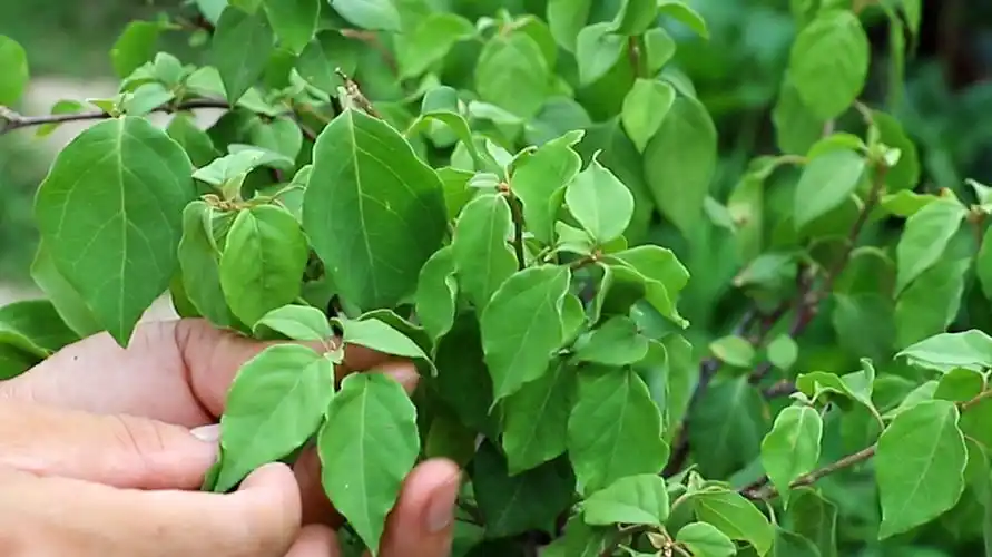 如何养护三角梅