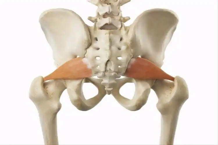 其实说起来非常的简单,梨状肌的位置比较特殊,当腰部的神经最终汇集为