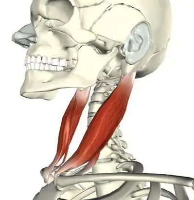 3d解剖课堂胸锁乳突肌