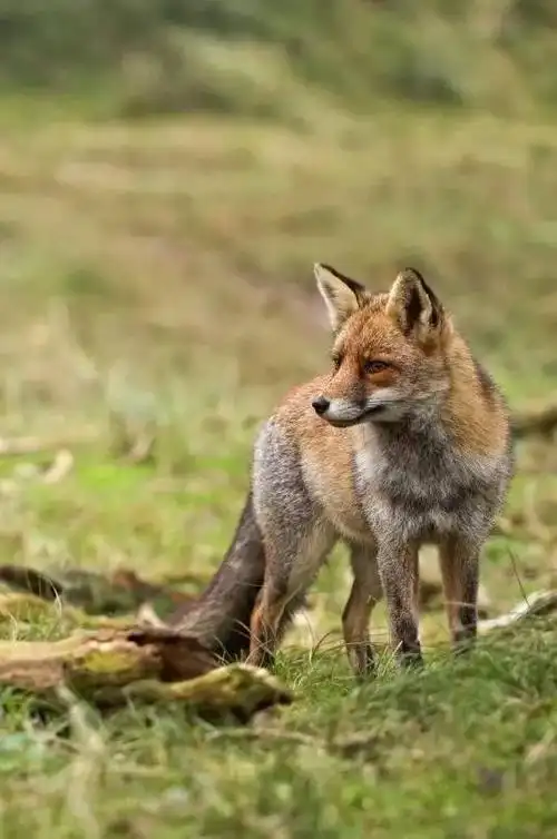 狐狸的修仙之路,远比你们想的要残酷