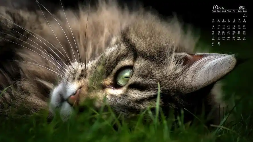 2017年10月可爱温柔的缅因猫高清日历壁纸