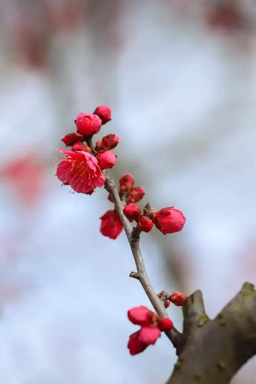 张张壁纸松江地产梅花美图上市了