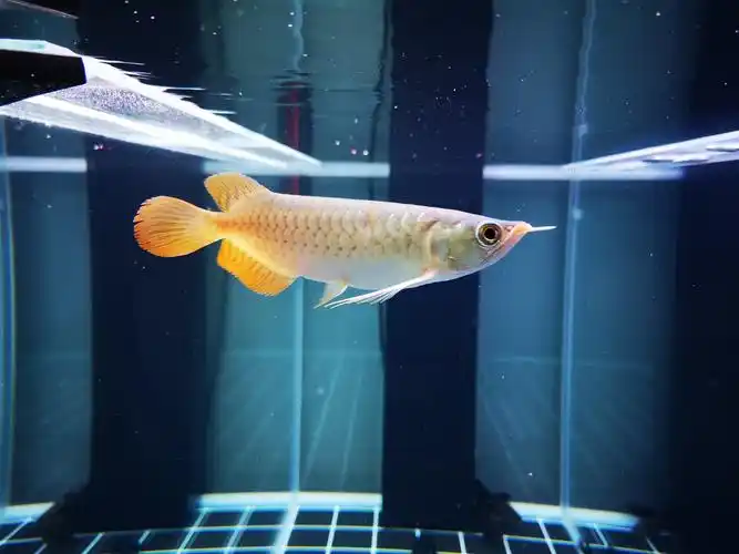 昨天买的小红龙发现有马蹄印大家帮忙鉴别一下是不是红龙目前22cm