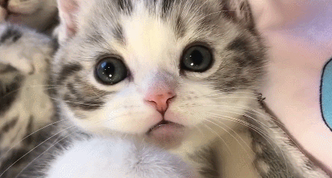 470_252gif 动态图 动图