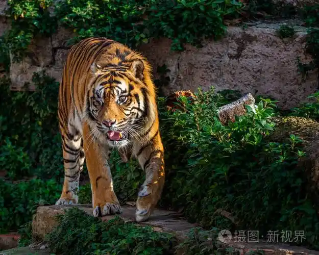 独眼苏门答腊虎