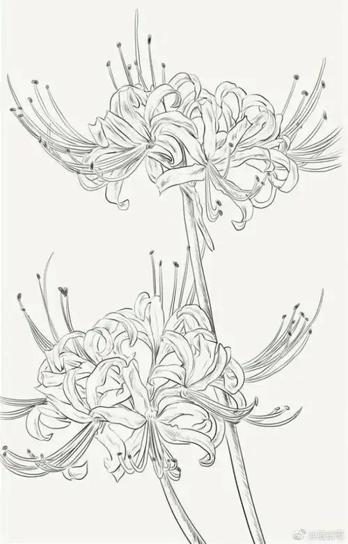 com 彼岸花曼珠沙华素材 画古风怎么能少了它