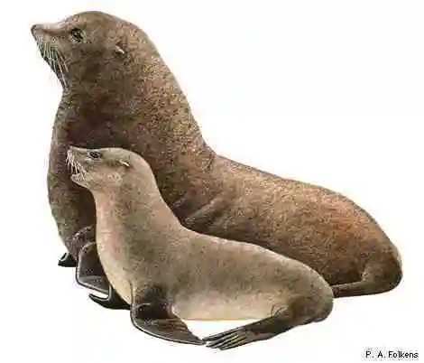 南美毛皮海狮(动物)南美毛皮海狮(southamericanfurseal)的皮毛是深