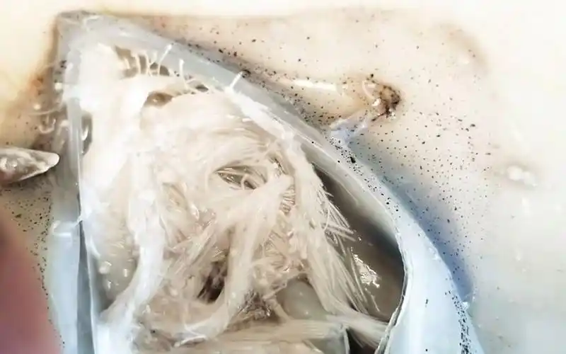 实拍解剖鱿鱼过程中精子自动射出的全过程@油兔不二字幕组_哔哩哔哩