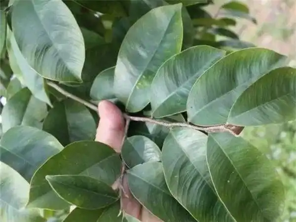 沉香叶的图片沉香叶有什么功效与作用?