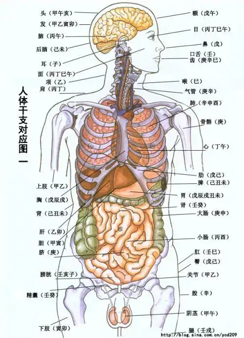做开合跳怎么会肚子疼