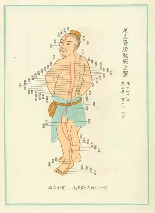 足太阳膀胱经经络