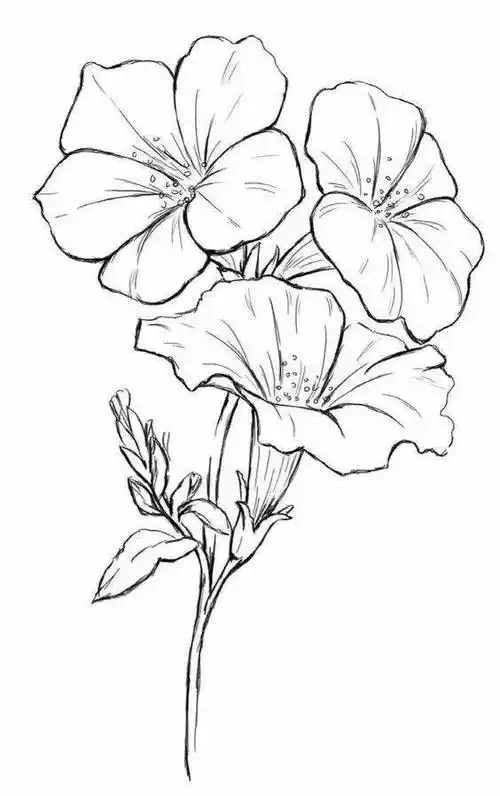 黑白线稿:花卉植物线稿素材手绘临摹