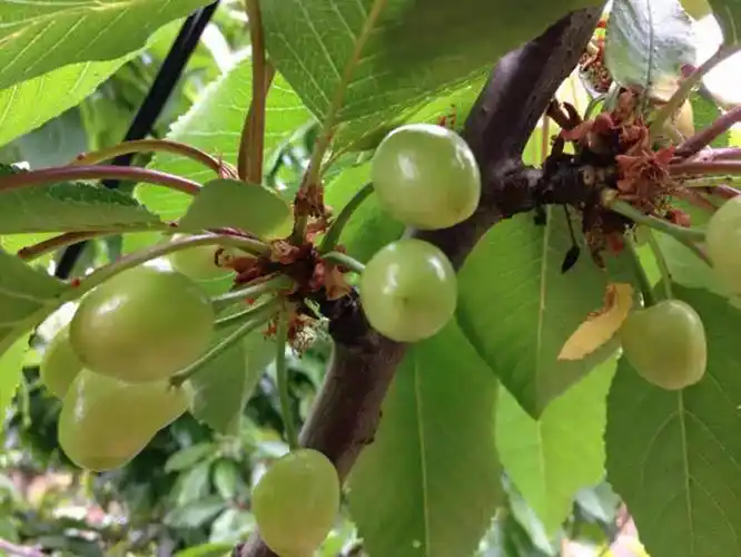 大樱桃(车厘子)保花保果与病虫害防治方法