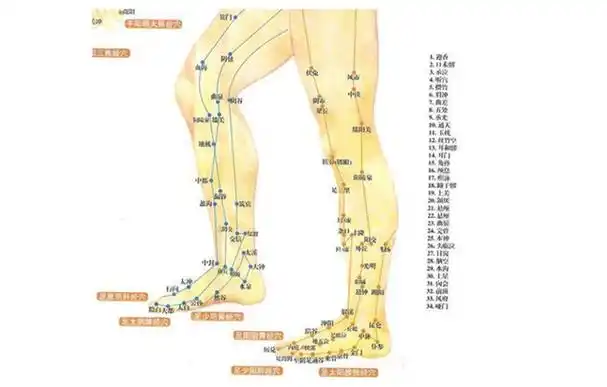 2,腿部有六条经络,肝经,胆经,脾经,胃经,膀胱经,腎经.