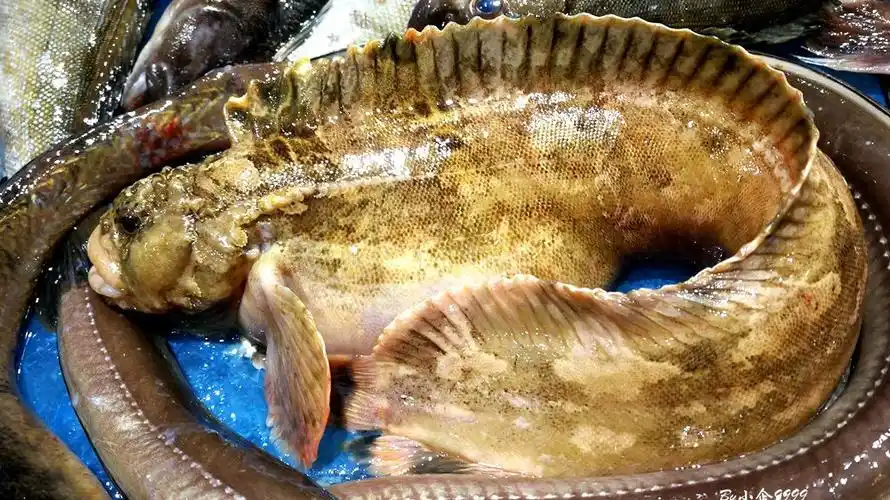 黄渤海好吃的丑鱼俗名小姐媳妇鱼学名繸鳚你认识
