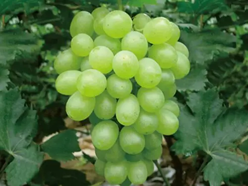 碧香无核葡萄苗