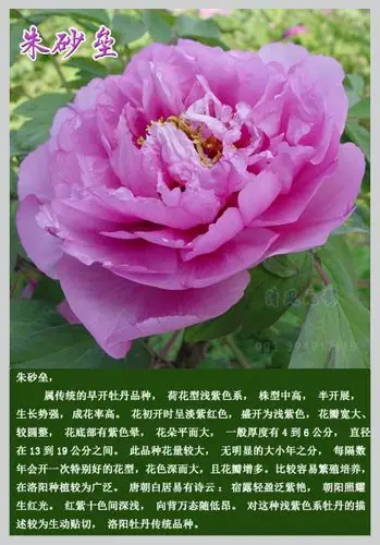 牡丹花品种图