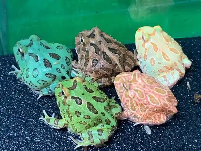 大嘴吃四方最常见的两栖类爬宠介绍来了南美角蛙