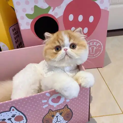 加菲猫波斯猫异国长毛