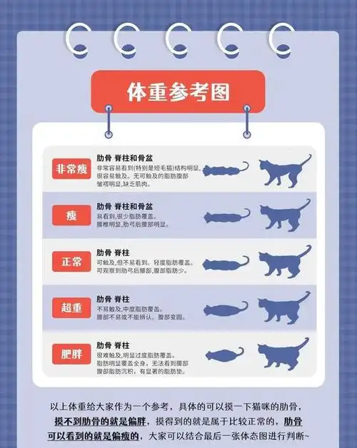 8种猫咪标准体重
