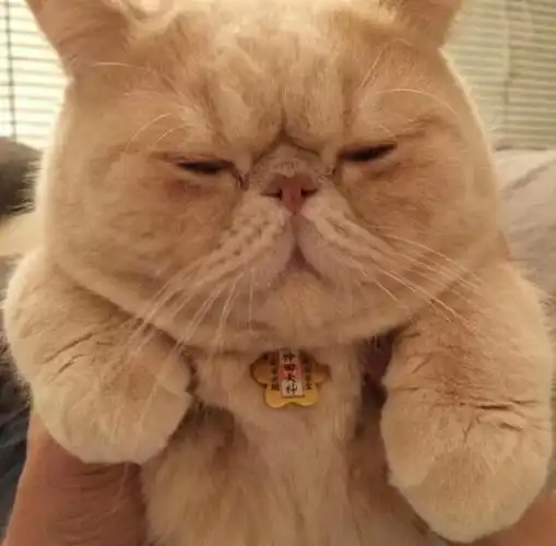 主人想给加菲猫剃毛,加菲猫的表情亮了,猫:主啊,你放过我吧!