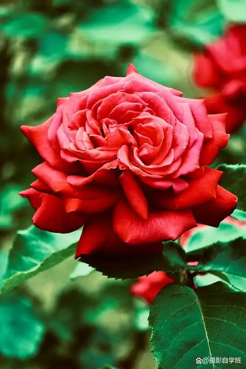 月季花照片,黑背景咋拍?还有啥摄影技巧让照片更好看