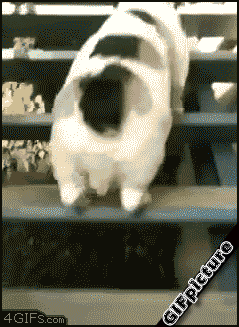 小短腿上下楼,莫名的呆萌喜感