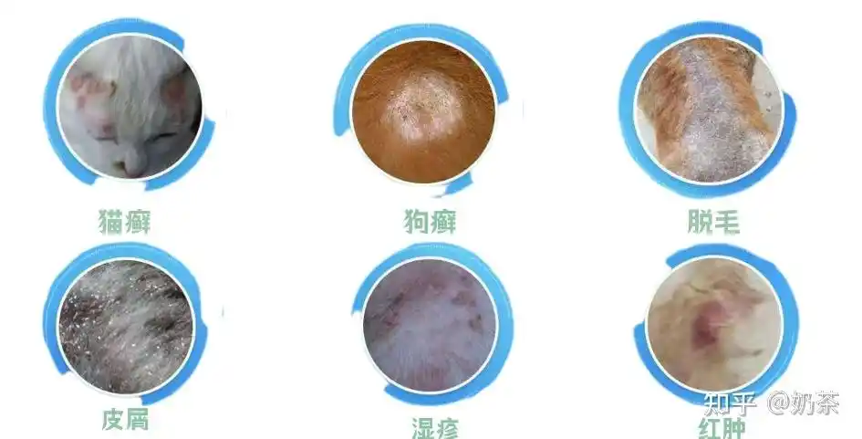 不会吧不会吧养宠的人竟然还不知道什么是宠物皮癣