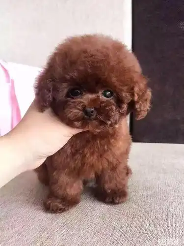 纯种泰迪犬幼犬活体小泰迪狗长不大的茶杯泰迪贵宾犬 - 1000元