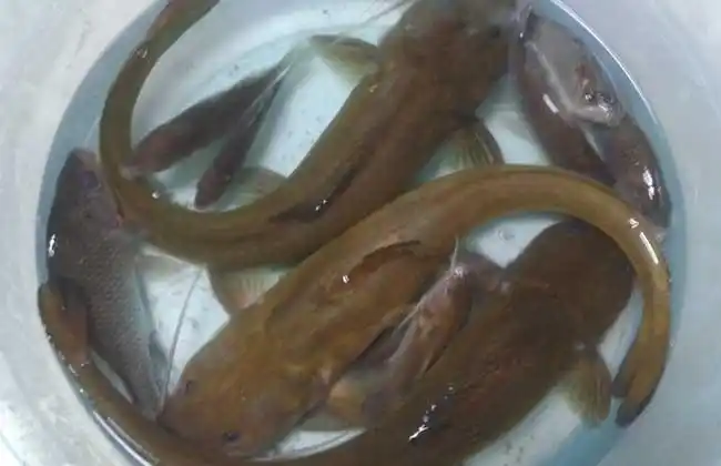 黄颡鱼的种类及图片大全