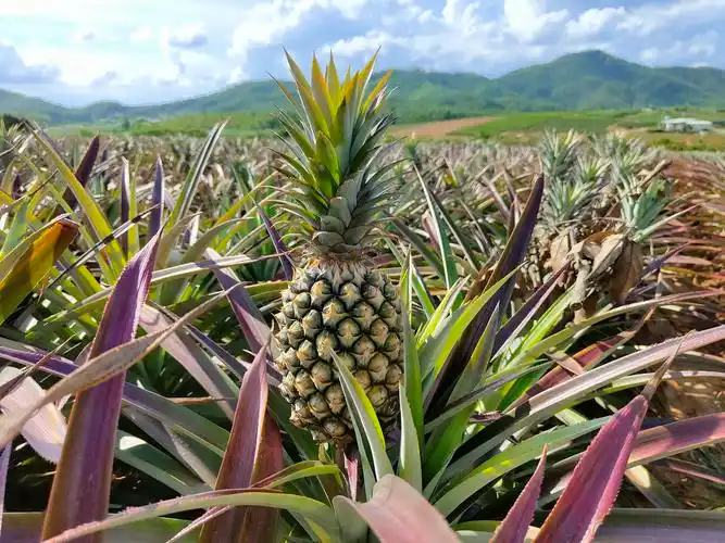 在老村蟹山的台湾金钻凤梨种植园,满地的凤梨已经成熟等待采摘.