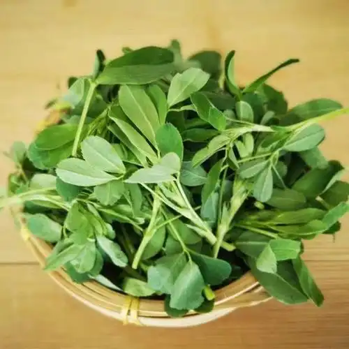 现摘头茬苜蓿菜新鲜蔬菜嫩芽半斤13斤5食用野菜草头露天农家现摘苜蓿