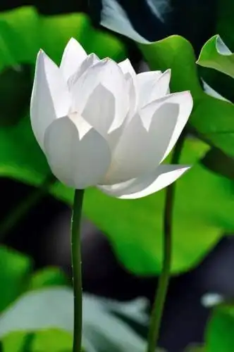 佛教把莲花看成圣洁之花以莲喻佛象征菩萨在生死烦恼中出生而不