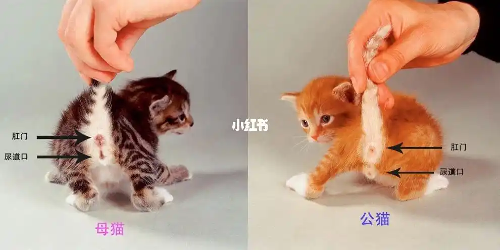 【一张图教你辨猫咪公母】快去辨别小猫的性别_猫咪_世界之窗攻略_养