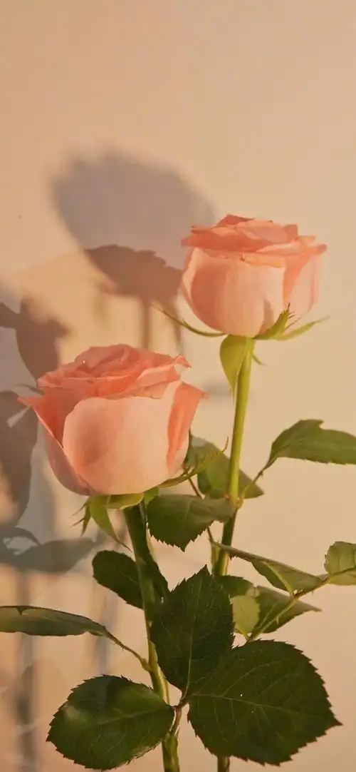 玫瑰花ins风简约摆拍