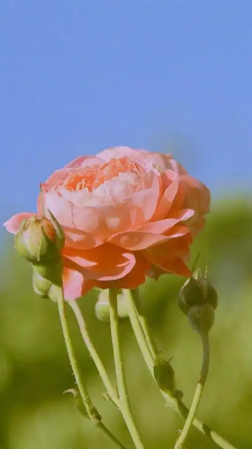 小清新风月季花唯美风景,高清图片,手机锁屏桌面-壁纸族