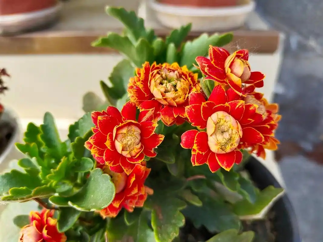 金边长寿花,好美,好美.