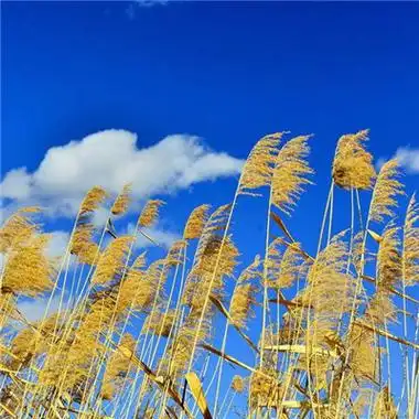 微信最吉利的好看头像花开图片招财聚财风景微信图片大全