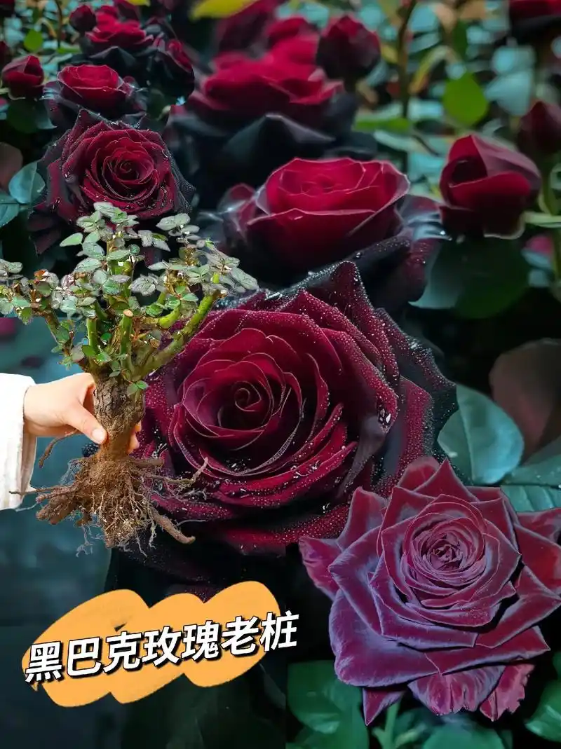 暗黑系玫瑰黑巴克 玫瑰中的天花板