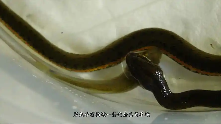 在河边抓到铅色水蛇喂它吃小鱼它会喜欢吗