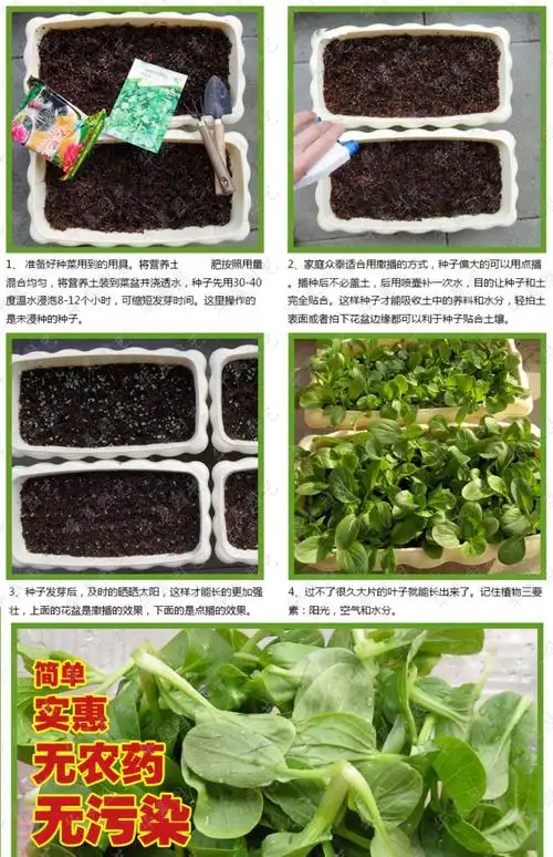 四季可种植巨型甜蜜南瓜白糖罐果蔬种子家庭阳台种菜蔬菜种子