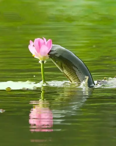 鱼戏荷花