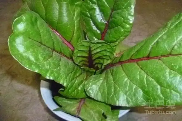 金不换的功效与作用大全 / 乐房网